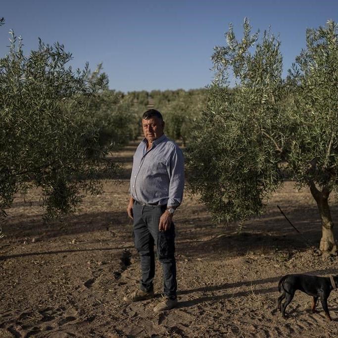 Drought tests resilience of Spain's olive groves and farmers